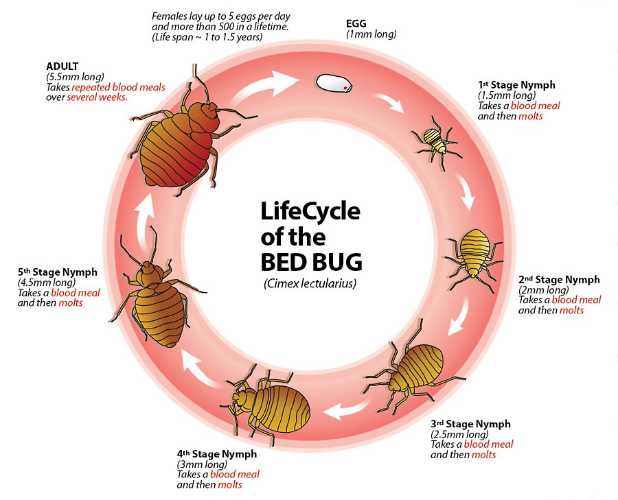 Bed Bug Mattress Covers: A Right Way And A Wrong Way - Envirocare Pest  Control